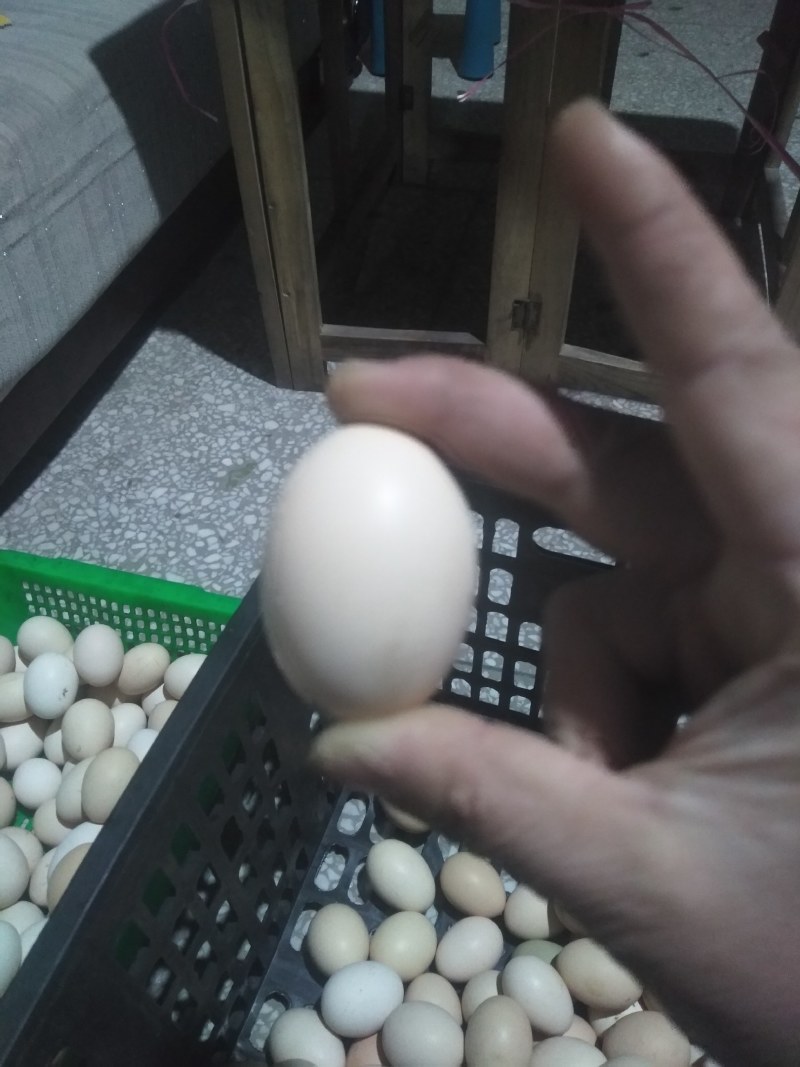 山地农家土鸡蛋，一年龄，原生态，百家蛋，100枚每箱。