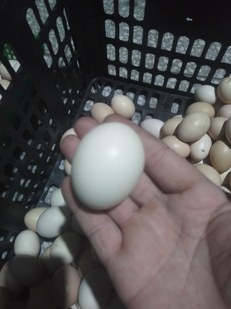 山地农家土鸡蛋，一年龄，原生态，百家蛋，100枚每箱。