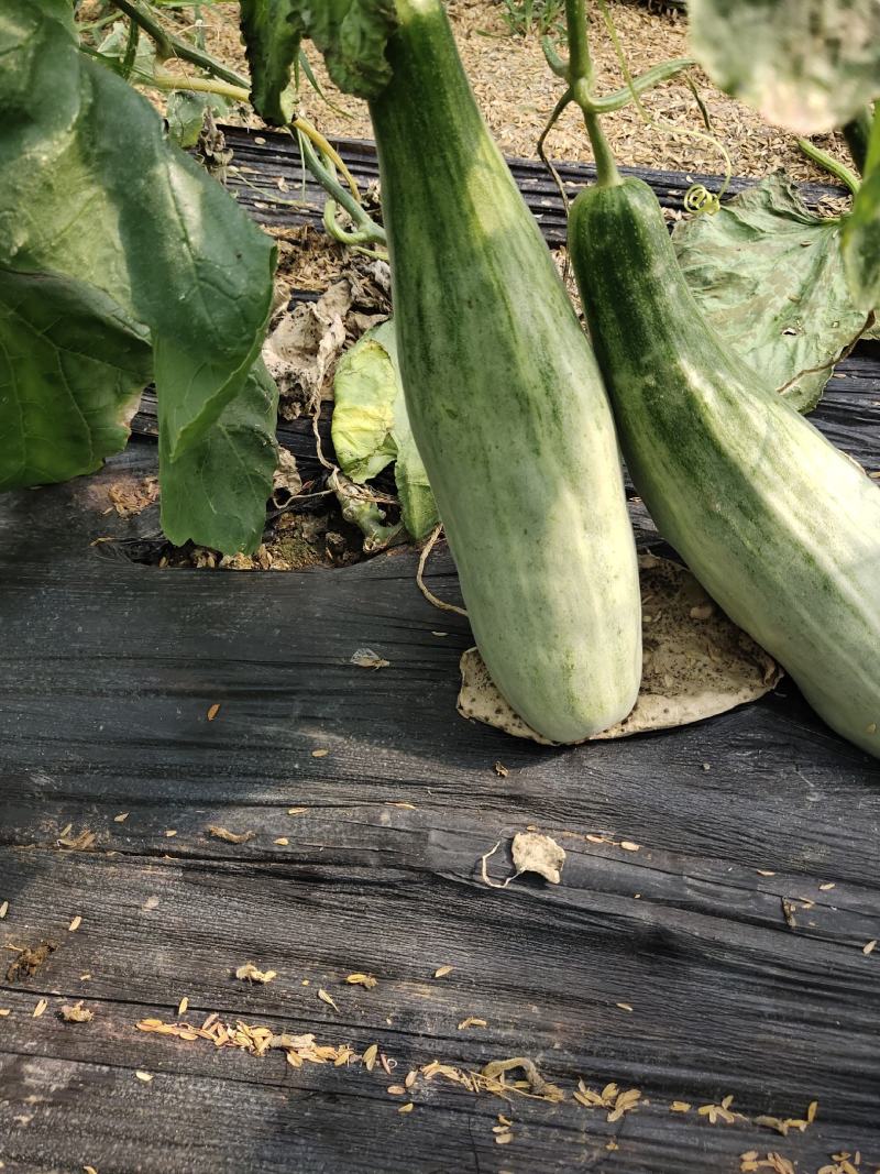 羊角蜜甜瓜山东羊角蜜甜瓜新鲜水果香瓜大量上市