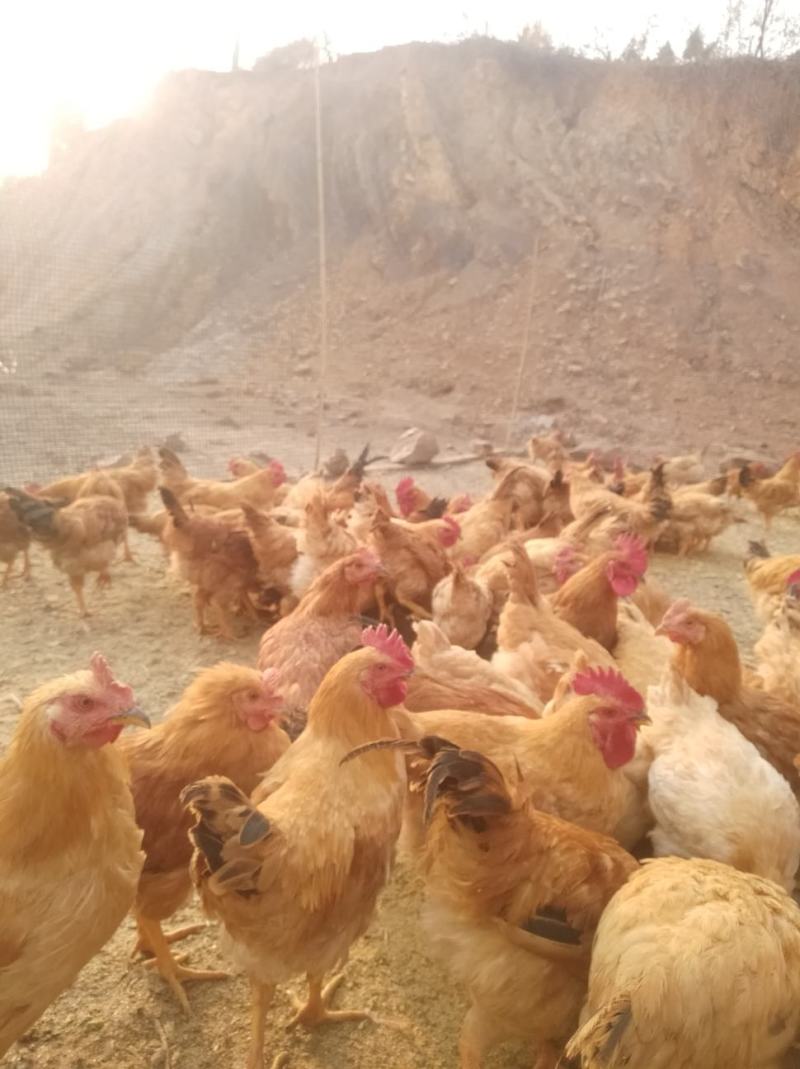 散养三黄鸡，四个月大