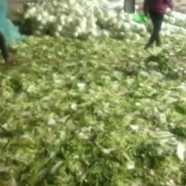 成武库存圆白菜热销中