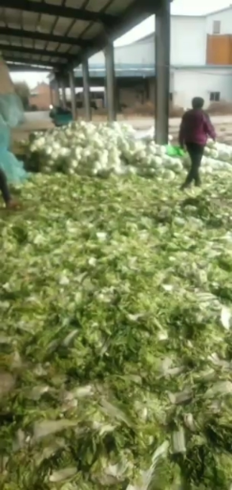 成武库存圆白菜热销中