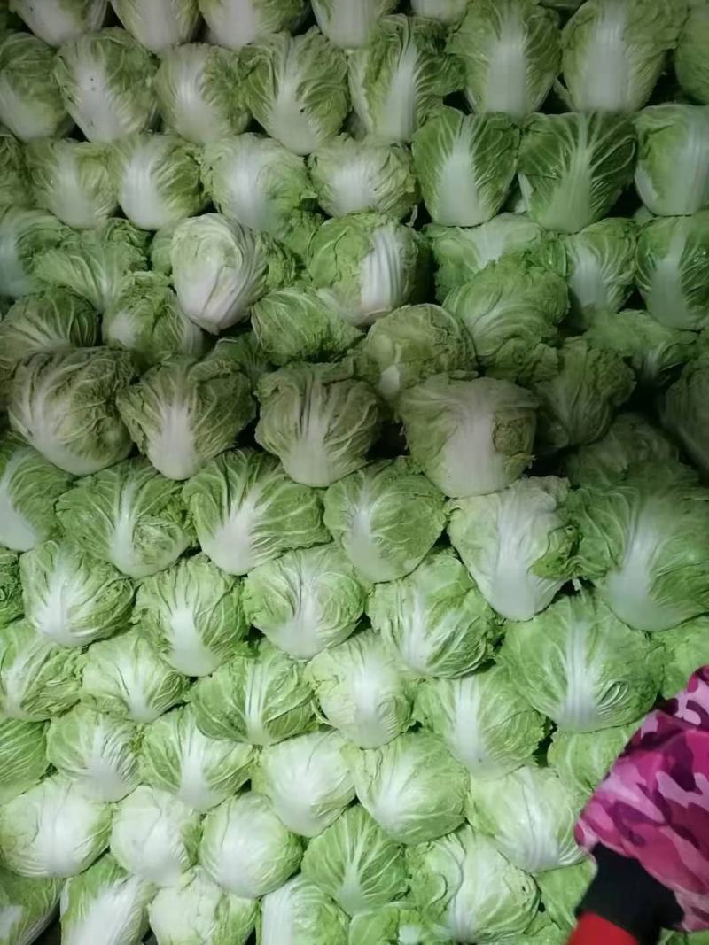 成武库存圆白菜热销中