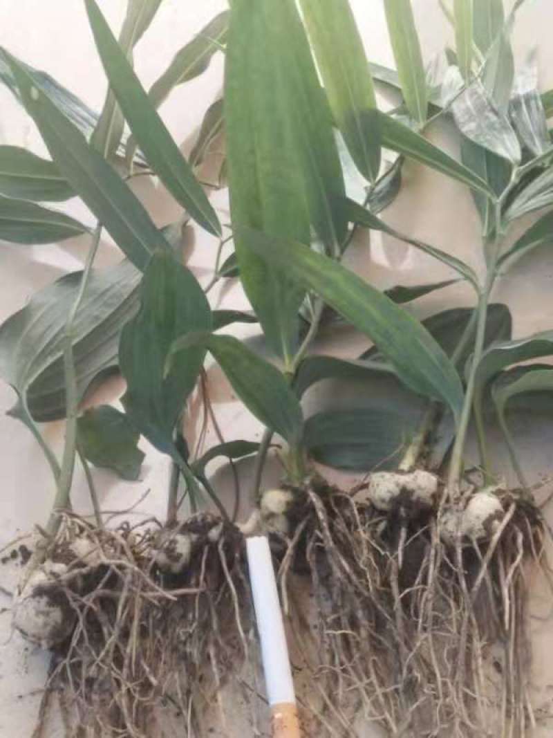 出售高杆大黄精籽育苗！