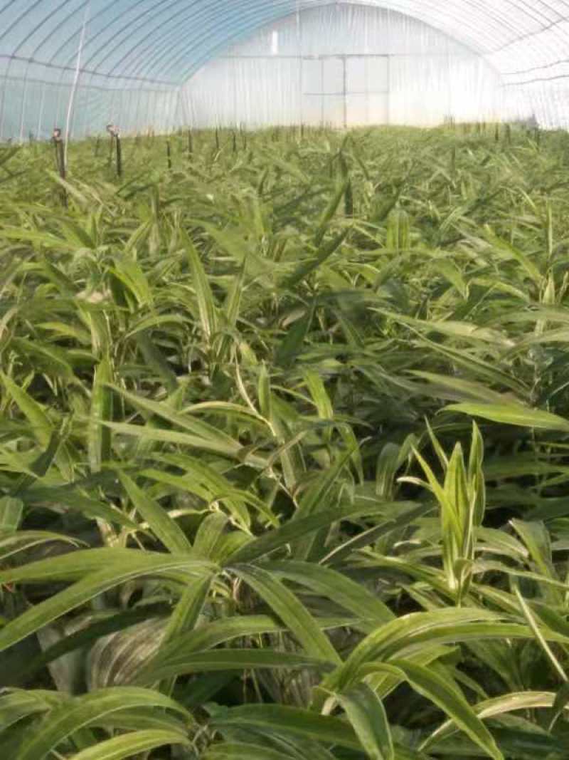 出售高杆大黄精籽育苗！