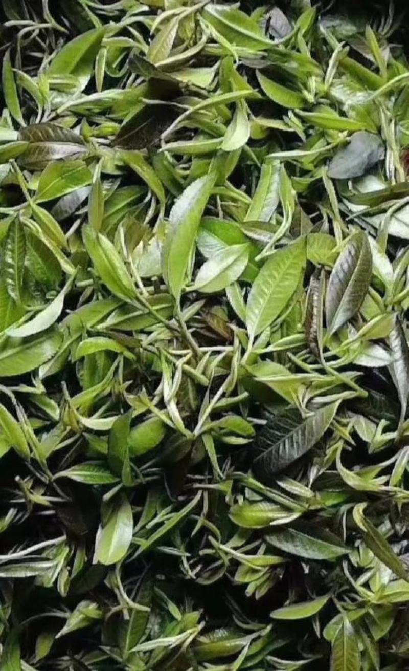 英德，高山环保清香绿茶。
