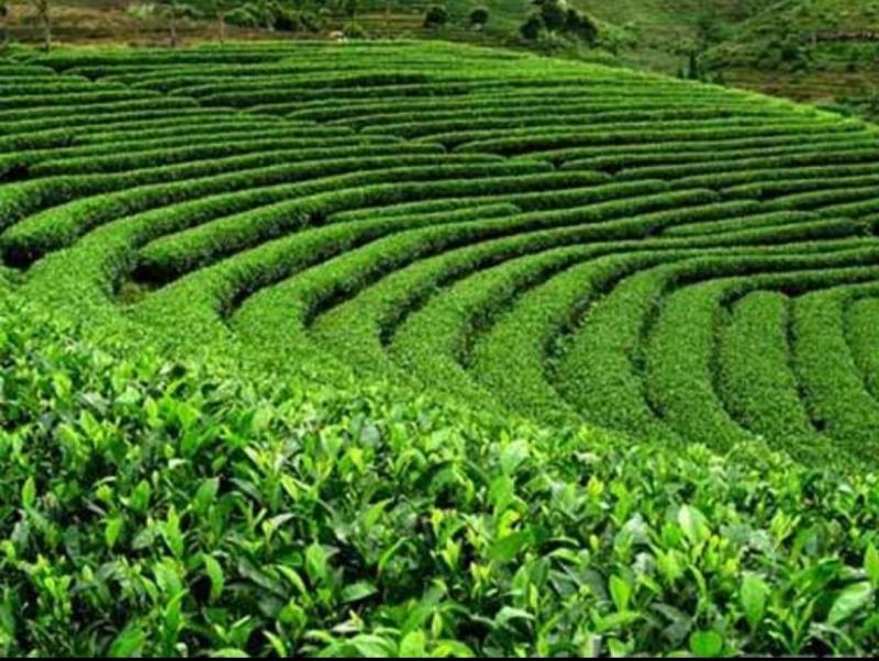 英德，高山环保清香绿茶。