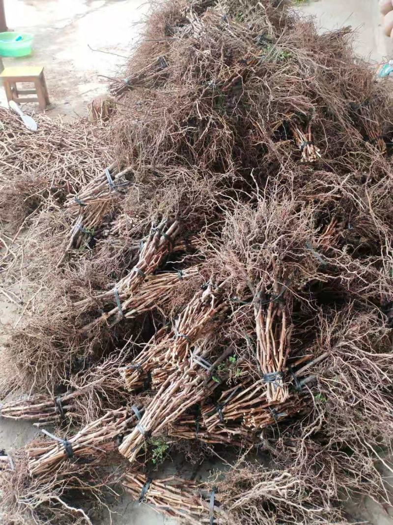 阳光玫瑰葡萄嫁接苗，扦插苗基地现挖现发货品种纯正