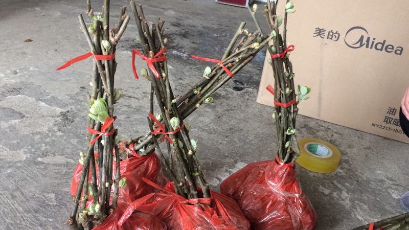 红心猕猴桃嫁接苗！东红猕猴桃嫁接苗育苗基地现挖现发货！！