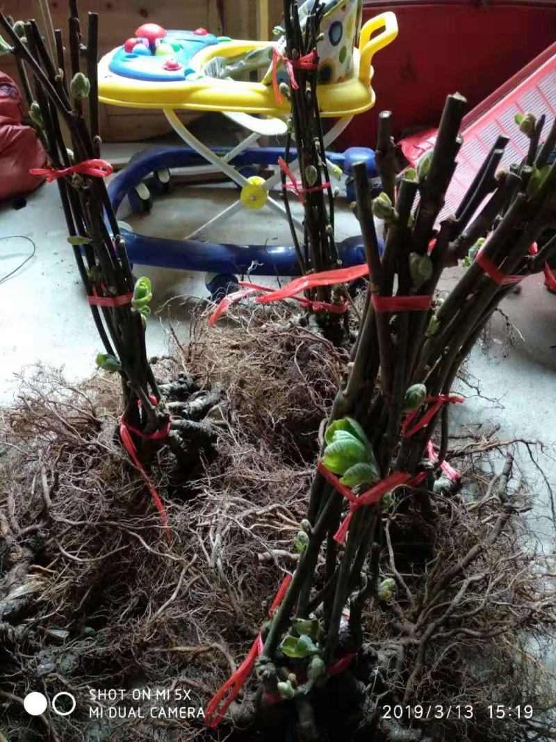 红心猕猴桃嫁接苗！东红猕猴桃嫁接苗育苗基地现挖现发货！！