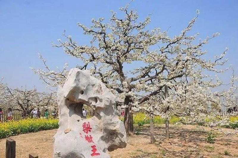 梨花粉供应/冠县梨花产区/欢迎广大客商前来收购加工