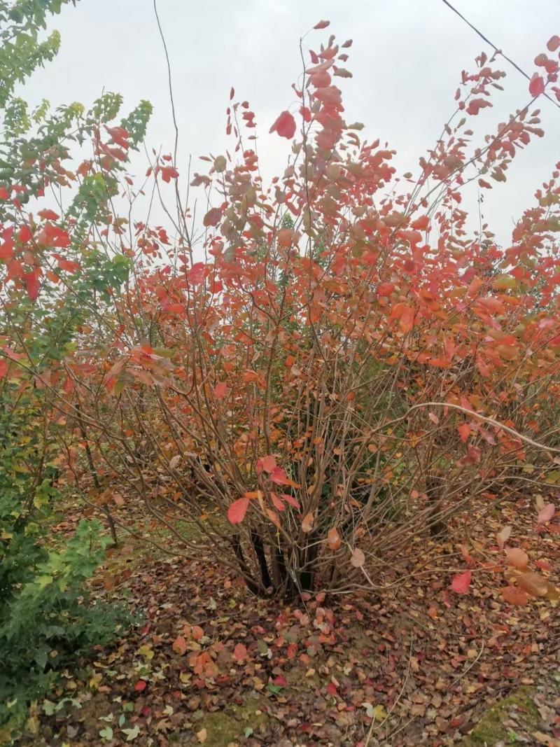 丛生黄栌黄栌小苗1-4米高丛生黄栌两年苗