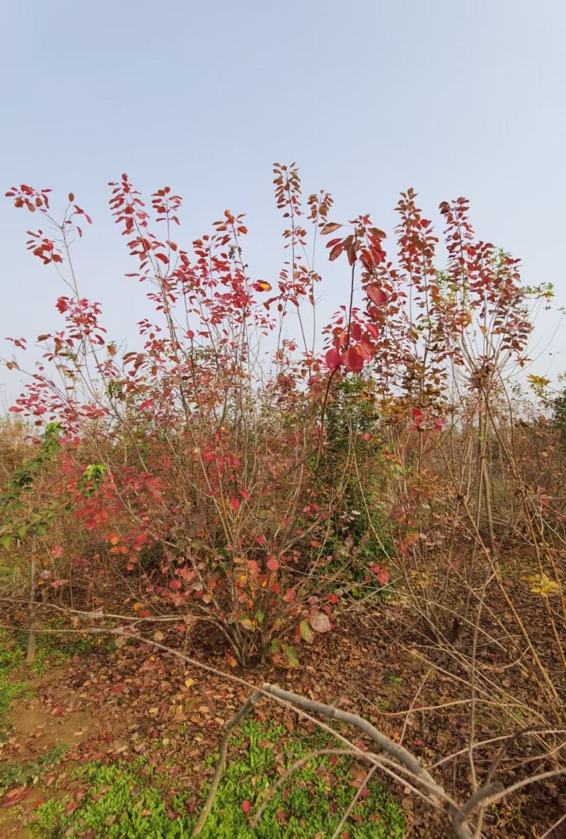 丛生黄栌黄栌小苗1-4米高丛生黄栌两年苗