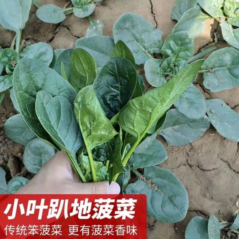 【日产5万斤】河南大地菠菜大量上市产地直销，全国物流
