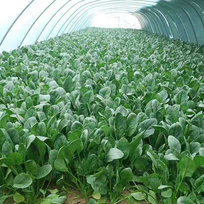【日产5万斤】河南大地菠菜大量上市产地直销，全国物流