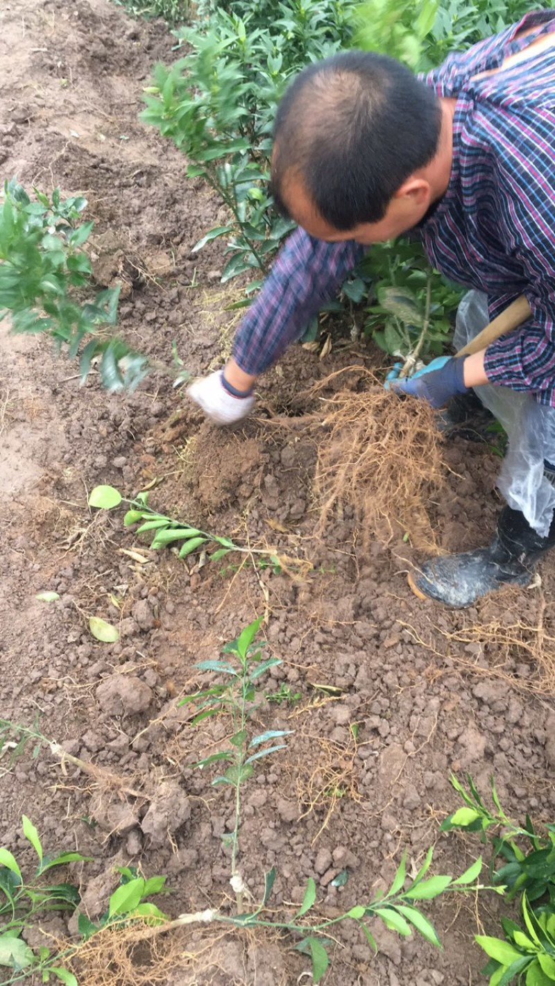 【热卖品】沃柑苗【基地直供包邮】