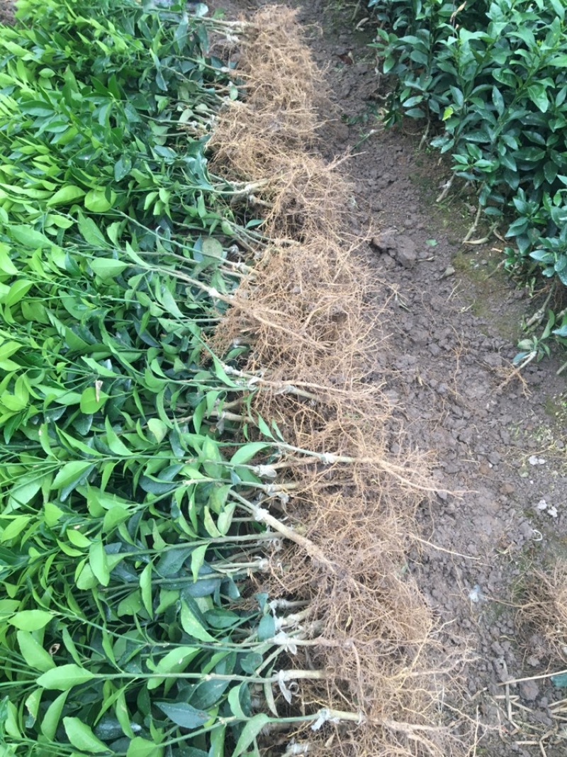 【热卖品】沃柑苗【基地直供包邮】