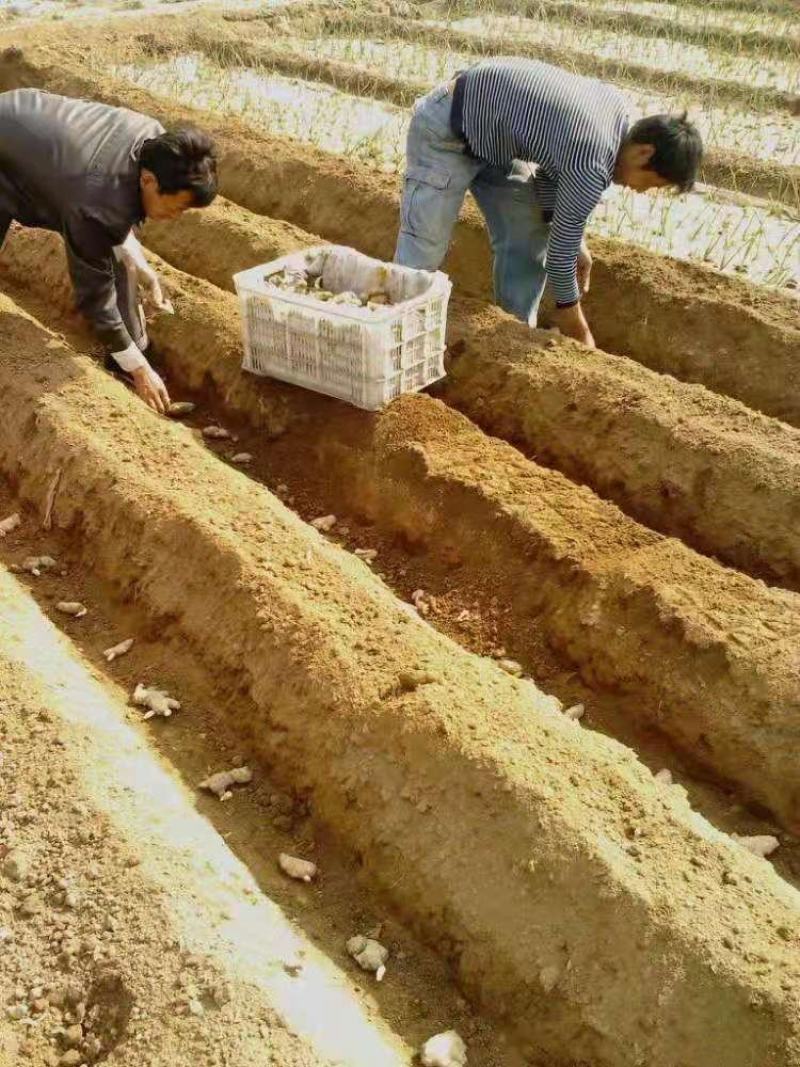 368高产王，平顶4号，山农1号亩产过万，全程指导全国发