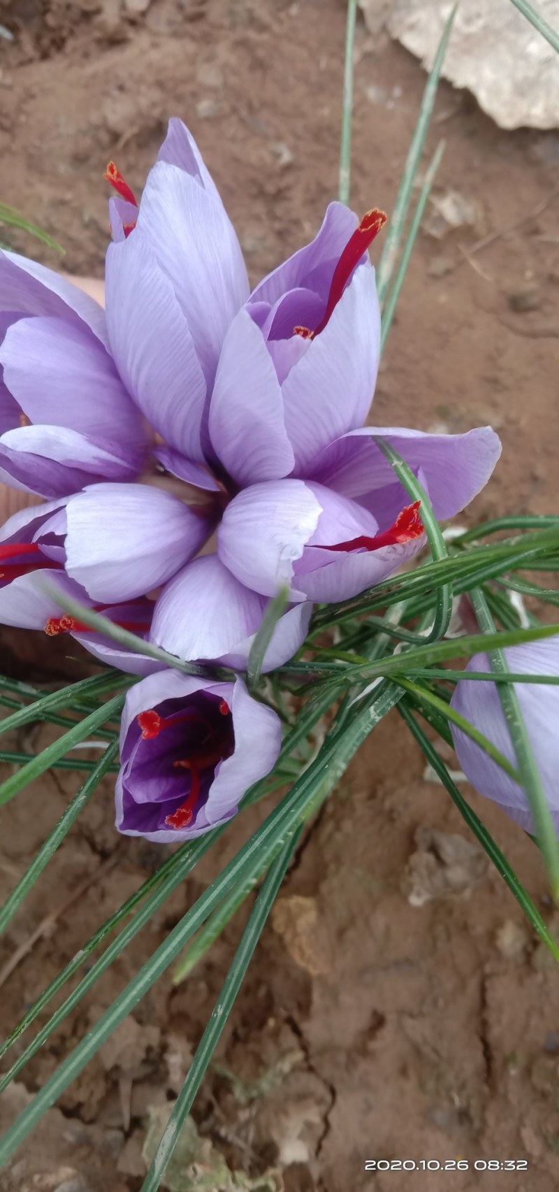 藏红花种球出售价格低质量好