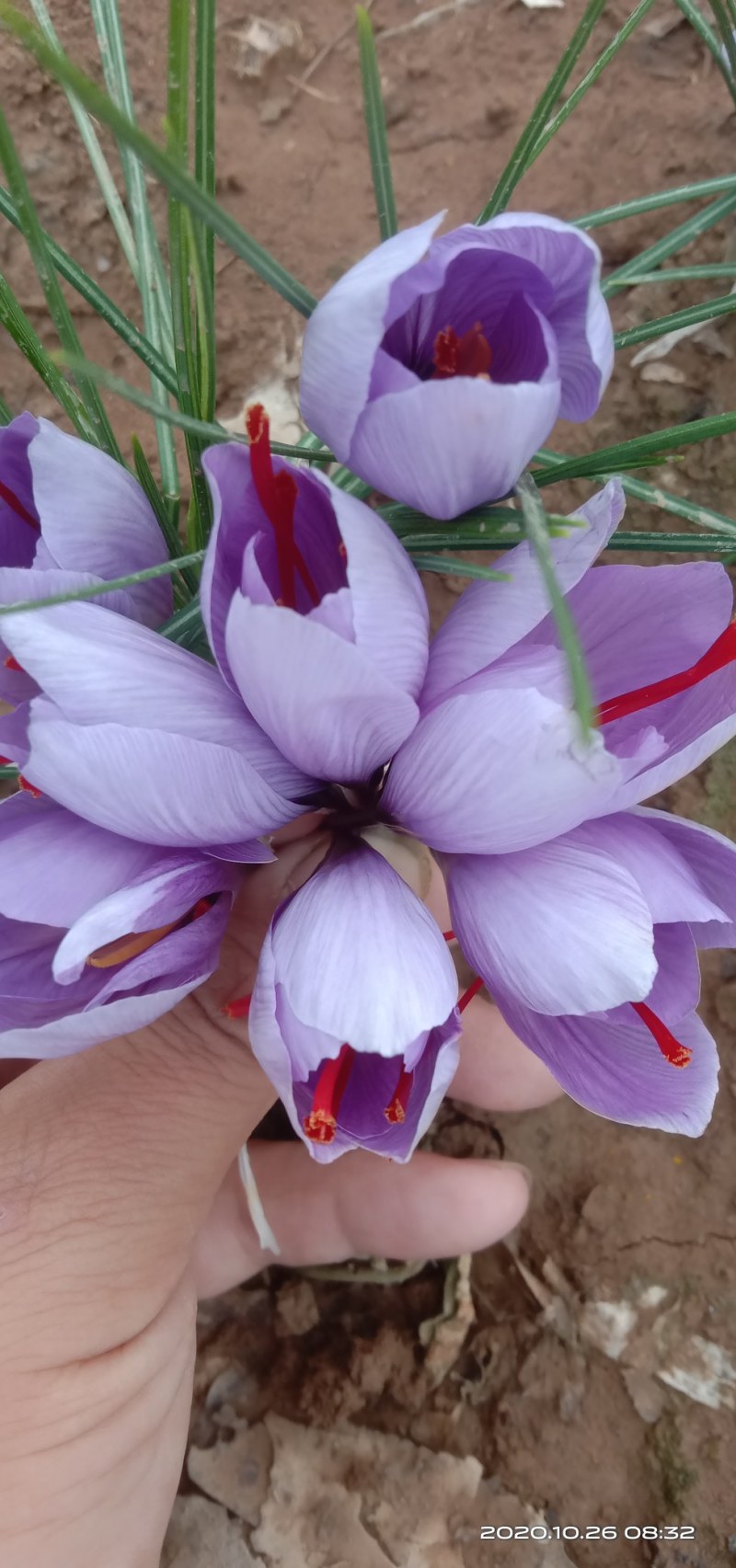 藏红花种球出售价格低质量好