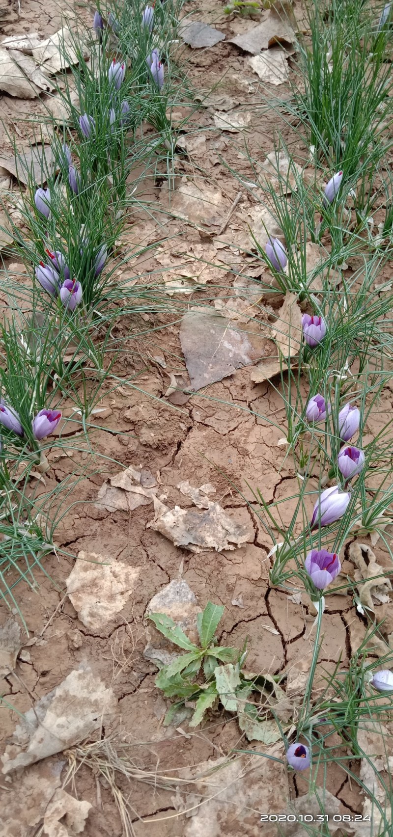 藏红花种球出售价格低质量好