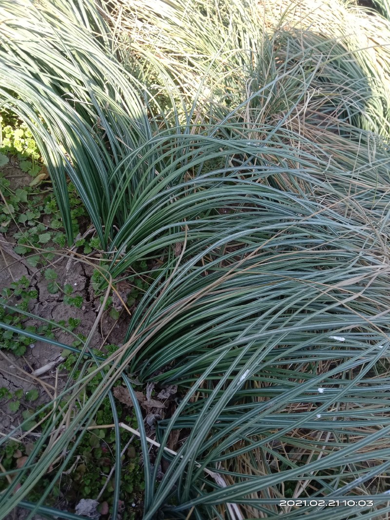藏红花种球出售价格低质量好