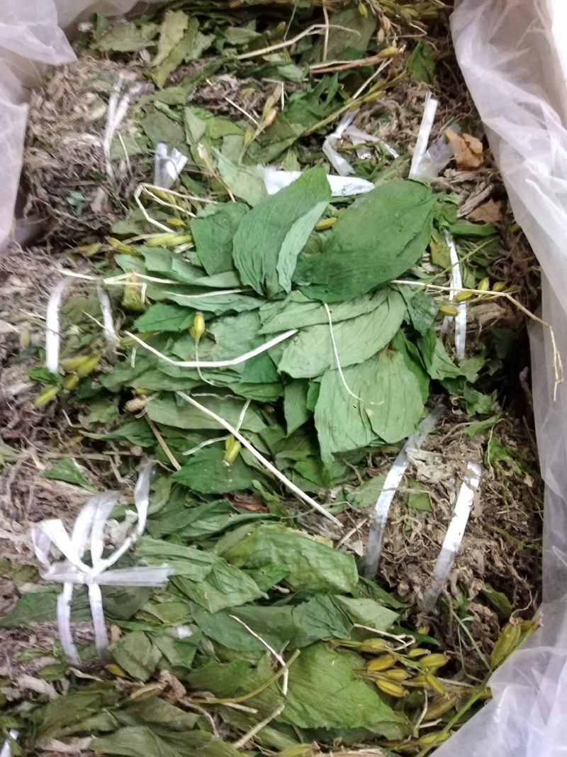 见血清湖北正宗小叶见血清