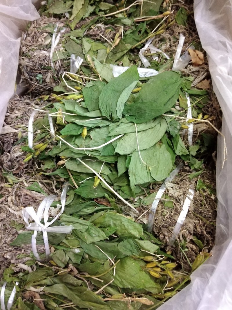 见血清湖北正宗小叶见血清