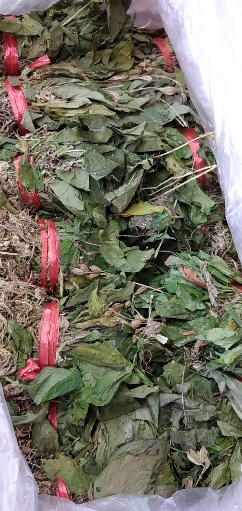 见血清湖北正宗小叶见血清