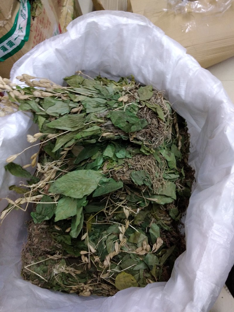 见血清湖北正宗小叶见血清