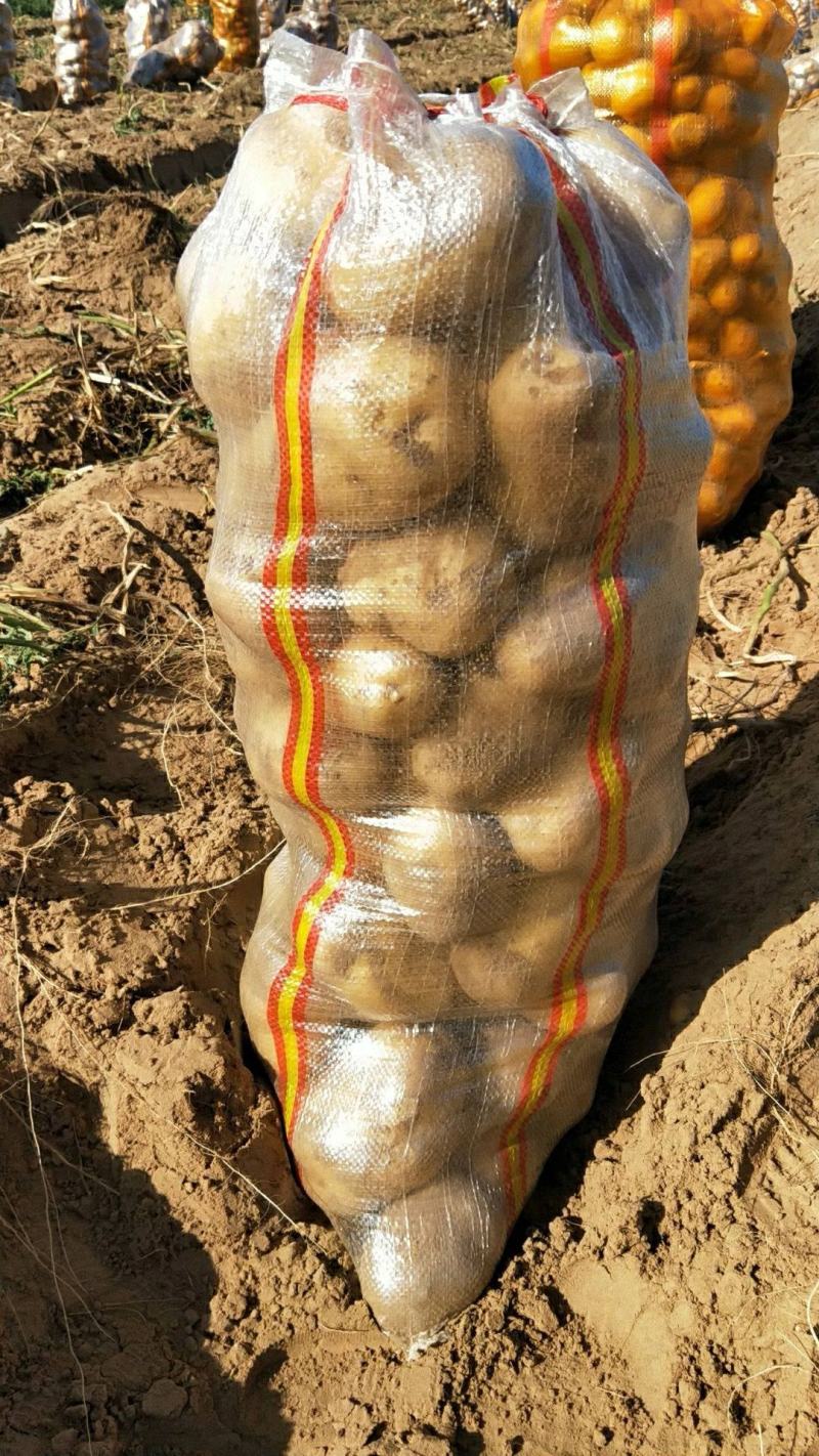 【精品】基地大量供应土豆黄心土豆诚信代办一条龙服务