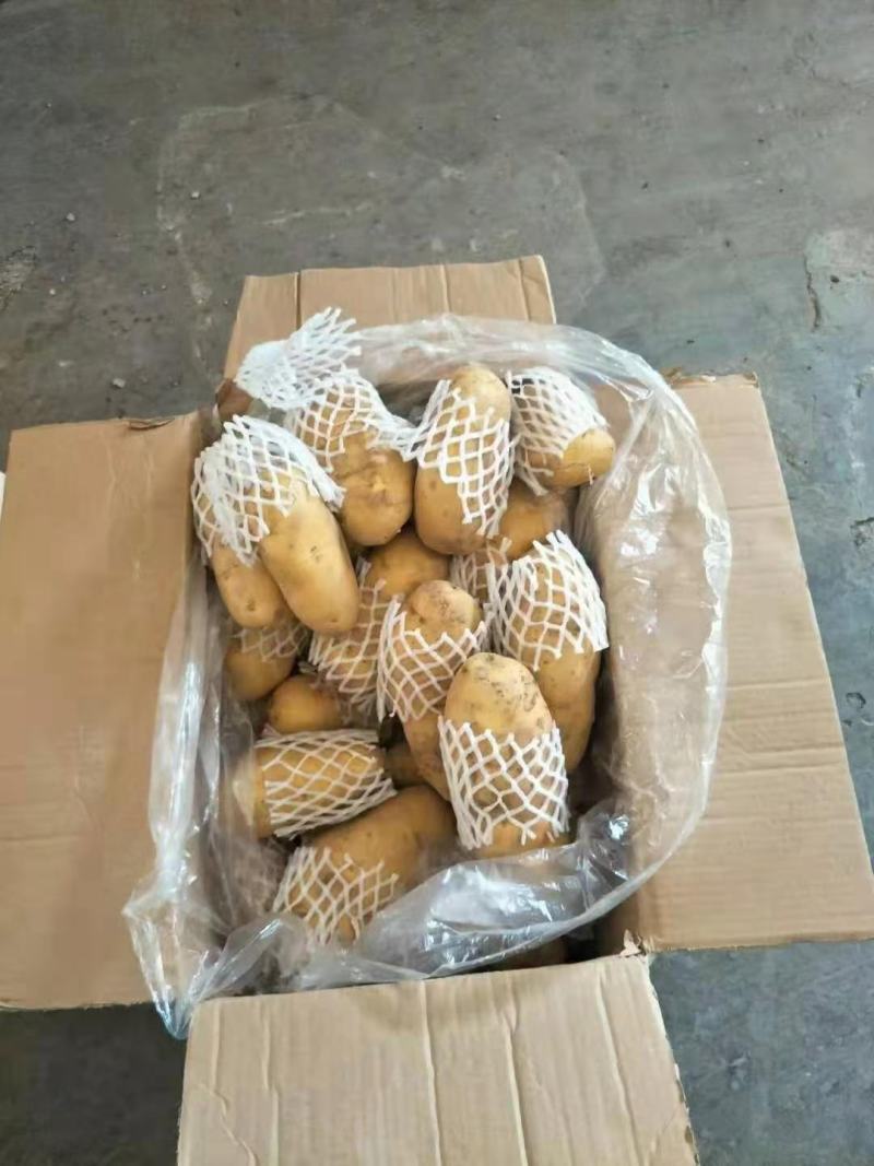 滨州惠民冷库土豆大量供应，价格低，质量好