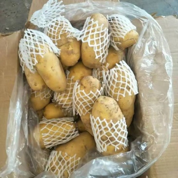 滨州惠民冷库土豆大量供应，价格低，质量好
