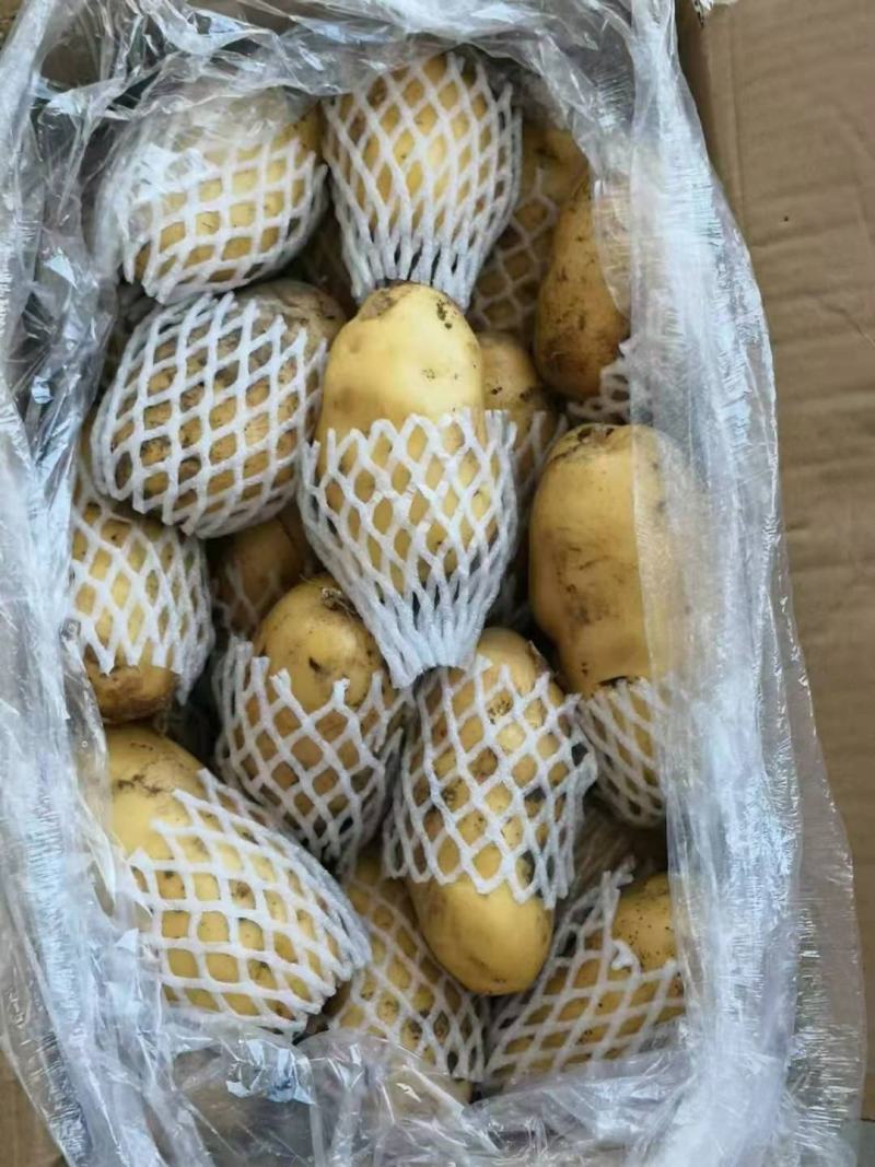 滨州惠民冷库土豆大量供应，价格低，质量好