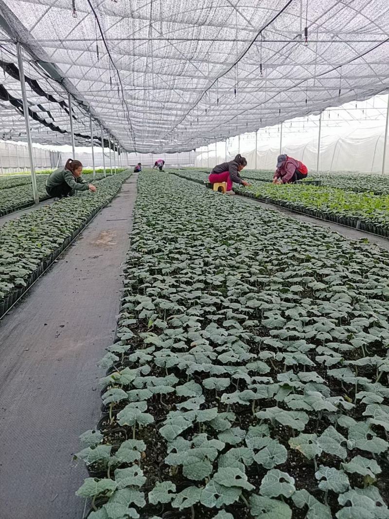 荔浦万兴生态农业有限公司罗汉果营养土杯苗
