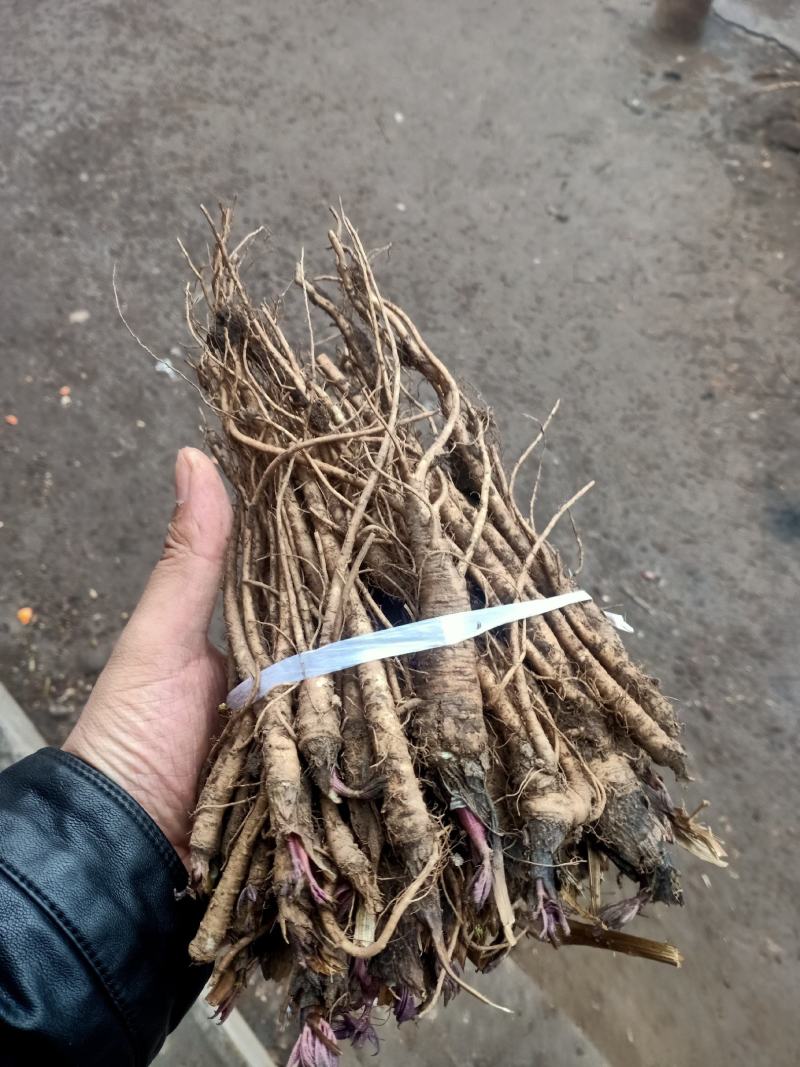 肉独活苗子，农户直销，价格优惠，提供技术指导，苗子好