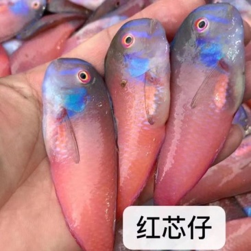 惠来县资深小马头鱼（红心仔）