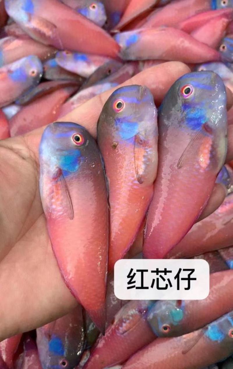惠来县资深小马头鱼（红心仔）