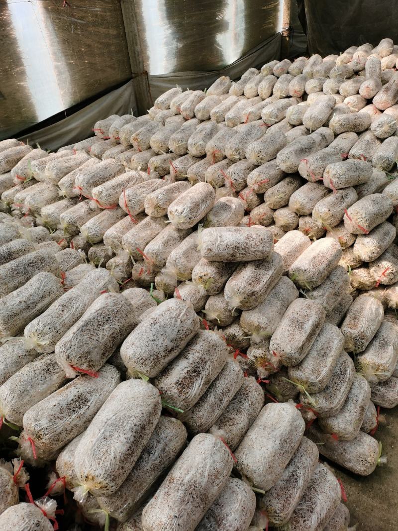 平姑菌棒菌棒