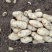 【精品】基地大量供应土豆黄心土豆诚信代办一条龙服务