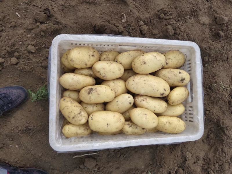 【精品】基地大量供应土豆黄心土豆诚信代办一条龙服务
