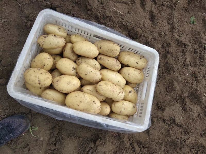 【精品】基地大量供应土豆黄心土豆诚信代办一条龙服务