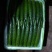 黄瓜，。，，，，，，，，，，，，。，……