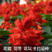 一串红种子高串红矮串红种子花坛用花种子