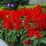 一串红种子高串红矮串红种子花坛用花种子