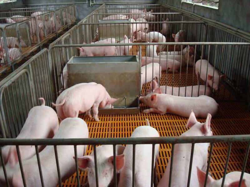 三元仔猪厂家直销规格齐全防疫齐全、欢迎选购。