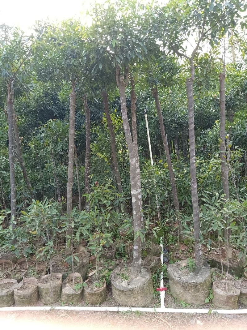 岭南山竹大苗小苗都有，有喜欢的老板请联系我