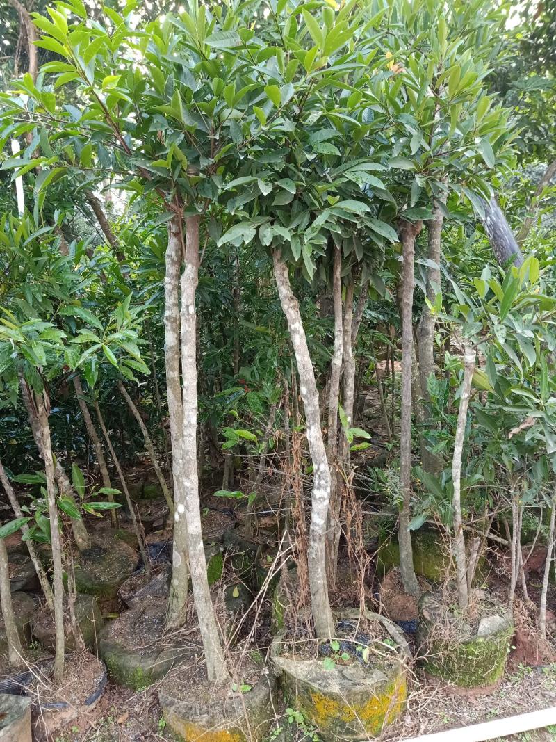 岭南山竹大苗小苗都有，有喜欢的老板请联系我