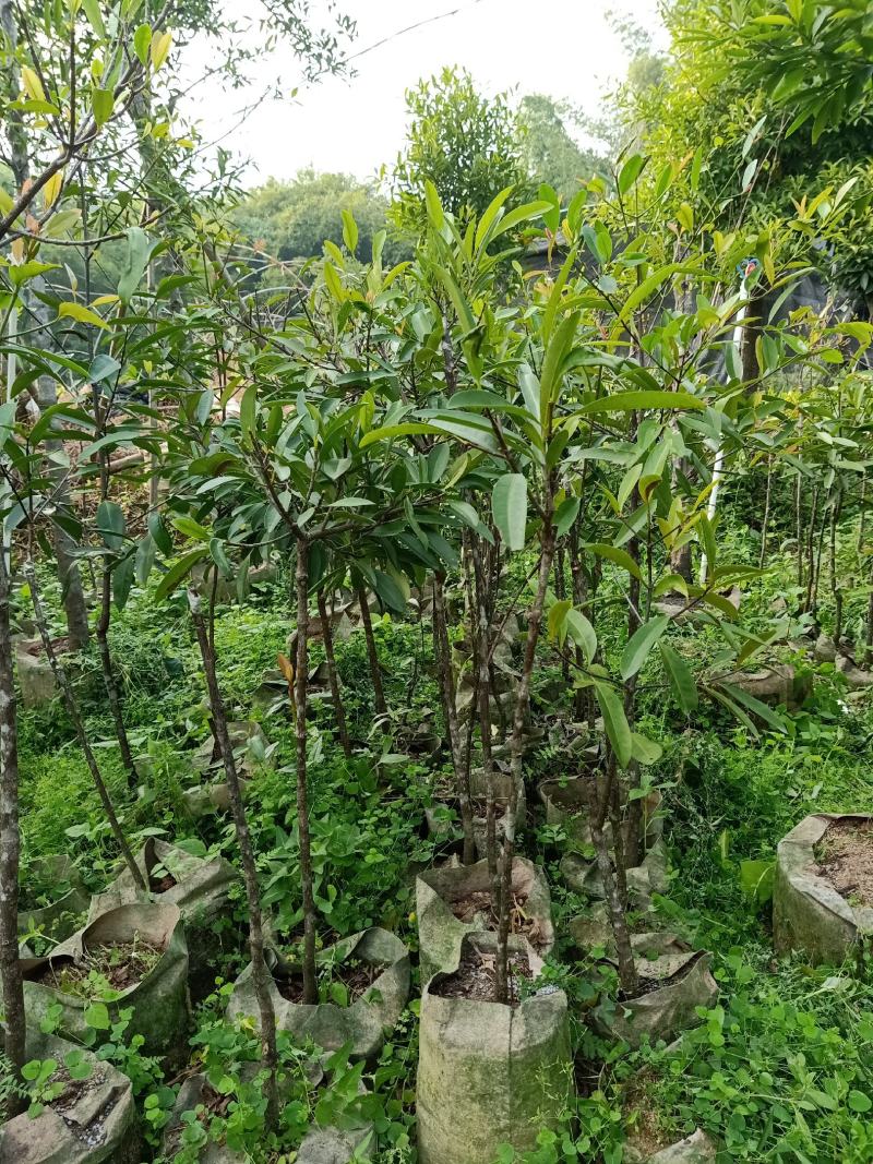 岭南山竹大苗小苗都有，有喜欢的老板请联系我