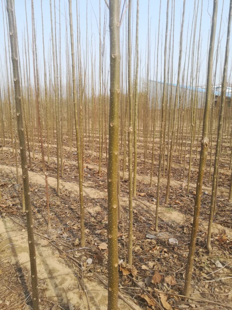 河南安阳速生金丝楸